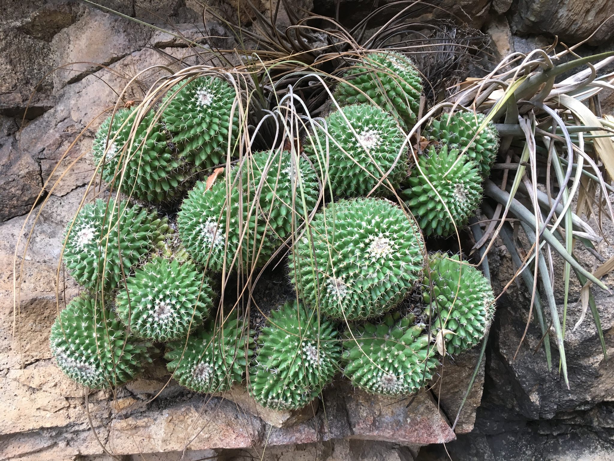 Mammillaria karwinskiana